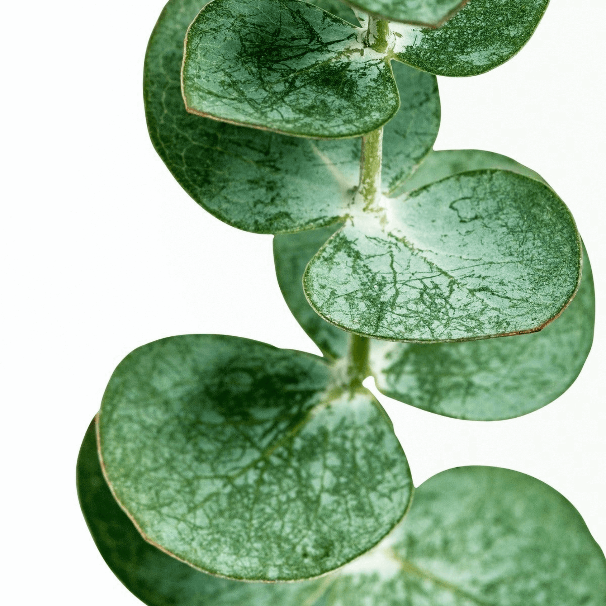Close-up of eucalyptus leaves, a key ingredient in Azalea brand's aromatherapy hoodies, known for their calming and anxiety-relieving properties. The image highlights the natural source of the essential oils that gently infuse our comfort wear, promoting mental well-being and a serene escape