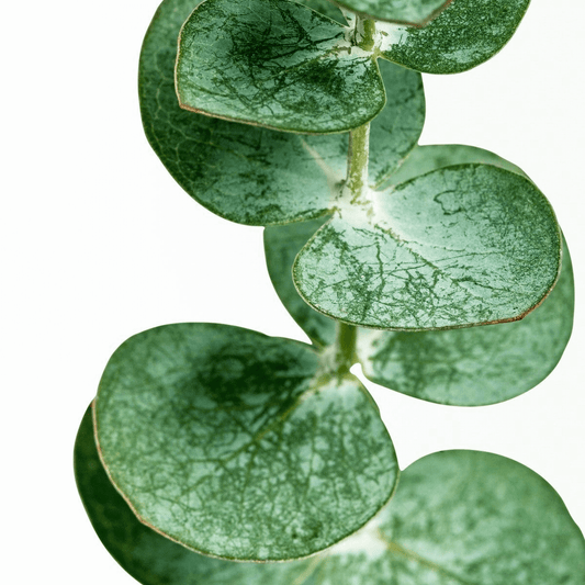 Close-up of eucalyptus leaves, a key ingredient in Azalea brand's aromatherapy hoodies, known for their calming and anxiety-relieving properties. The image highlights the natural source of the essential oils that gently infuse our comfort wear, promoting mental well-being and a serene escape
