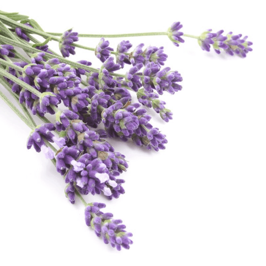 Close-up of fragrant lavender, a key ingredient in Azalea's aromatherapy hoodies for anxiety relief. This image highlights the natural source of the calming essential oils that infuse our comfort wear, promoting mental well-being and a serene escape
