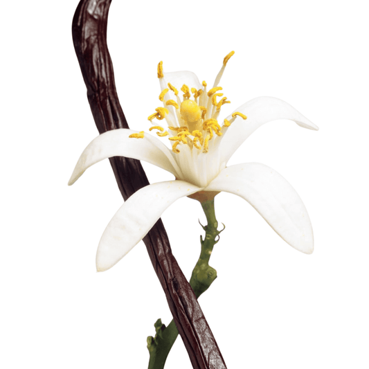 Aromatic vanilla bean paired with a delicate citrus blossom, representing the unique and comforting scent profile of one of Azalea's essential oil-infused hoodies. This image evokes warmth and a subtle sweetness, enhancing the sensory experience and promoting a feeling of gentle well-being through aromatherapy